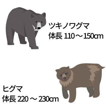 熊はなぜ増えたのか？原因と自治体の熊対策についてご紹介