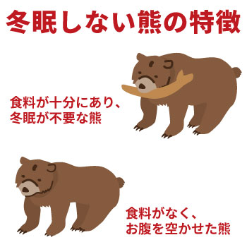 冬眠しない熊の特徴