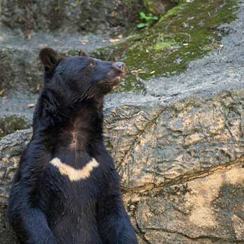 冬眠しない熊が人里に降りてくる