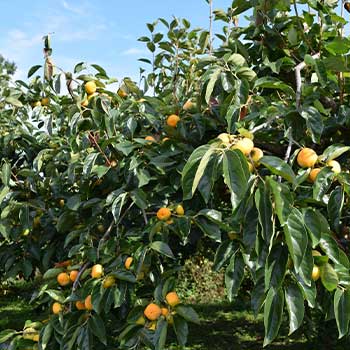 熊の食べ物になる果樹や生ゴミの対策に