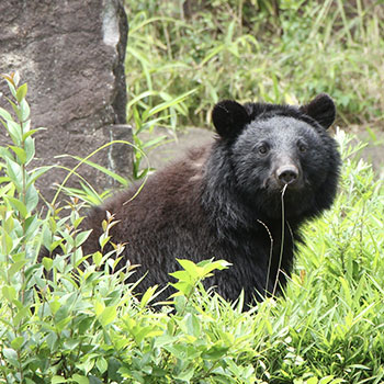 キャンプ場に熊は出没する