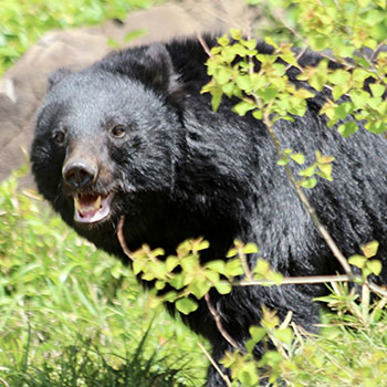 叫ばない、背後を見せて逃げない