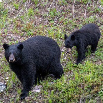 熊が活動的になる季節・時間帯を知る