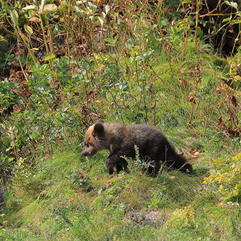 スマートベアの脅威に備えるために、今こそ見直すクマ対策
