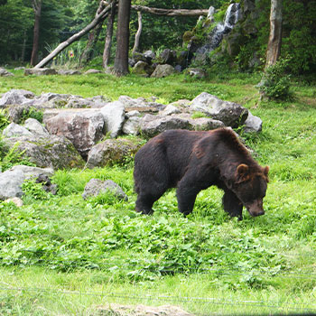 餌を求めて人里に現れる熊