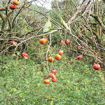 人里の食べ物の味を覚える