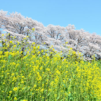 ゴールデンウィークや行楽シーズンは熊に注意