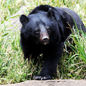 冬眠明けのクマ出没が増加