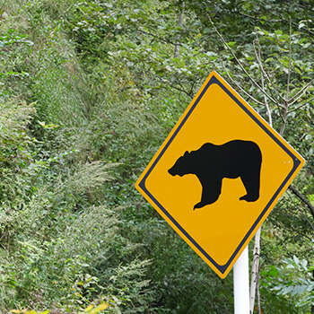 京都府内で相次ぐクマの出没事例
