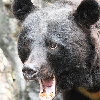 クマが攻撃的になるシーン