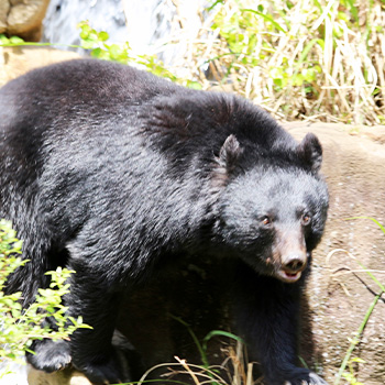 住宅地の近くにも熊が出没