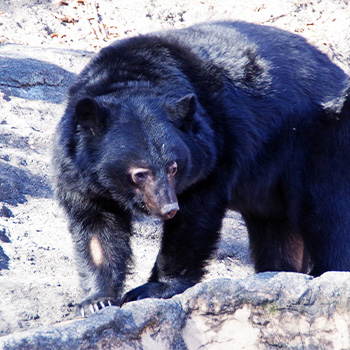 今年のクマは冬眠が遅い