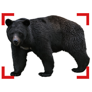 AIカメラを活用した熊出没の情報共有