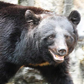 クマが攻撃的になるシーン