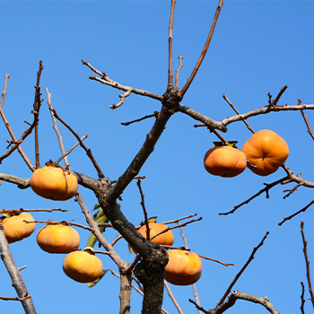 庭の柿や果樹の取り残しを放置しない