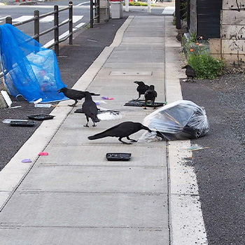 ゴミ出しルールを守らない人物によって害獣問題が起こる