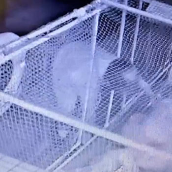 ゴミ漁りで地域住民が不安になる