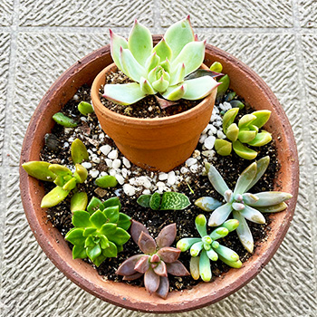 多肉植物や希少な植物が狙われるケース