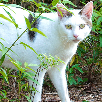 実は動物が原因だったパターンも