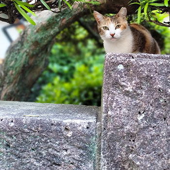 塀や植木が目隠しになって死角になる
