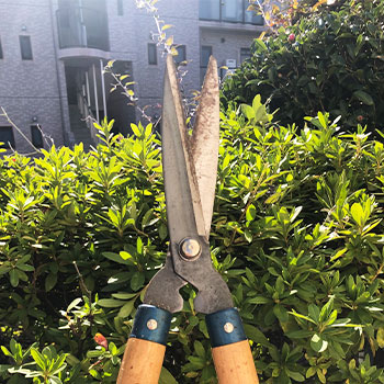 庭木や雑草の剪定
