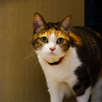 忍び込みの事件例