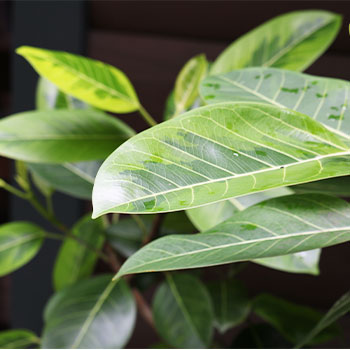 勝手口まわりの植栽や物置は定期的に整理を