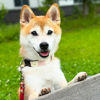 犬の習性