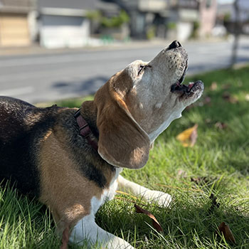 番犬の基本的な防犯効果