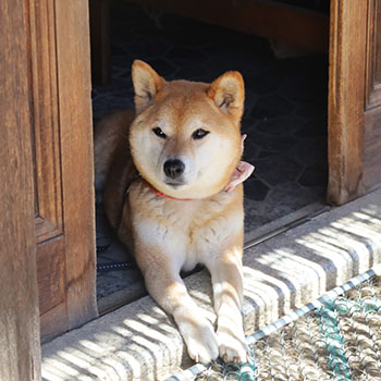 柴犬