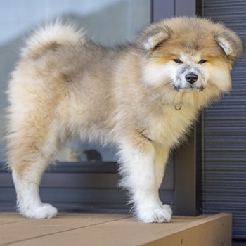 秋田犬