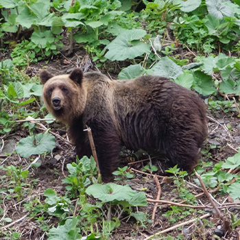 大阪北部ではクマの出没に注意