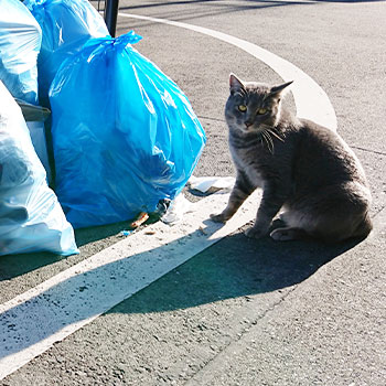 猫やカラスなどの動物による荒らしの可能性も