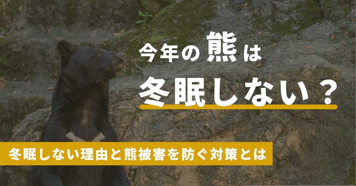 なぜ熊が冬眠しないとされているのか理由と対策