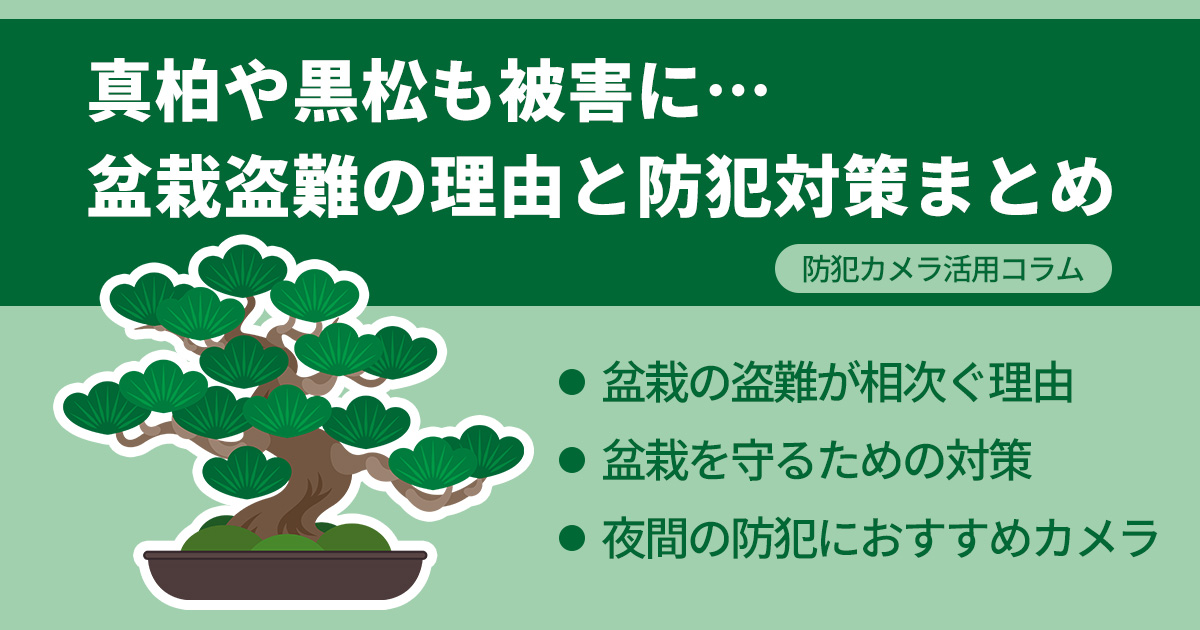 真柏や黒松も被害に…盆栽盗難の理由と防犯対策まとめ