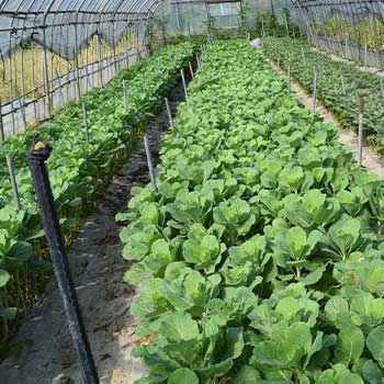 ビニールハウスの管理