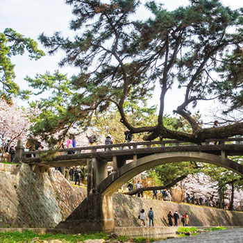 西宮市　夙川の桜並木